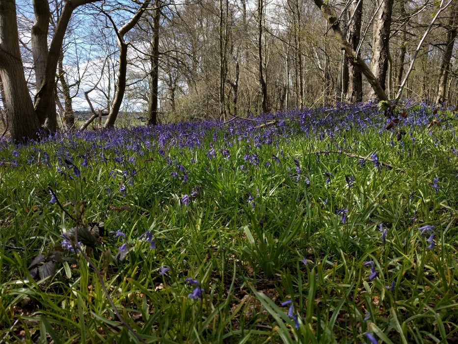 Bluebells along the Chess Valley Trail